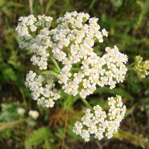 Landscape Selection Guide 1