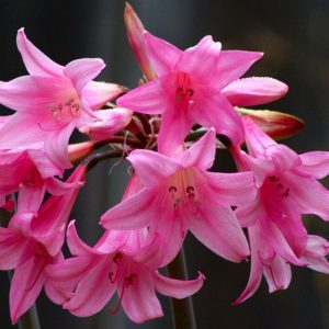 Landscape Selection Guide 23