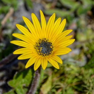 Landscape Selection Guide 2