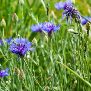 Landscape Selection Guide 4