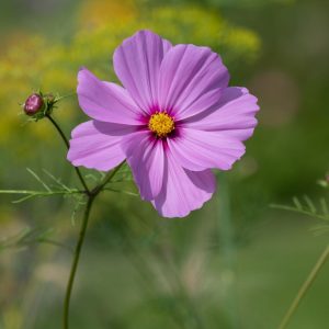 Landscape Selection Guide 6