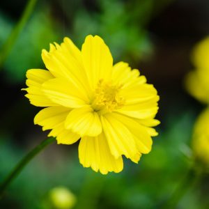 Landscape Selection Guide 7