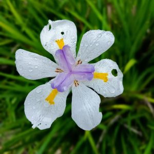 Landscape Selection Guide 8