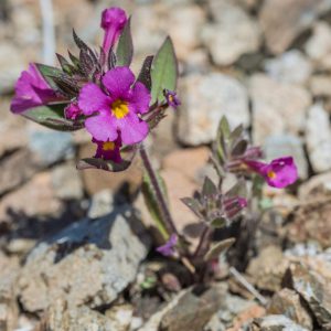 Landscape Selection Guide 9