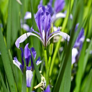 Landscape Selection Guide 25