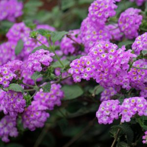 Landscape Selection Guide 14