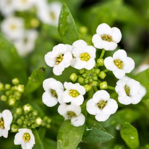 Landscape Selection Guide 15