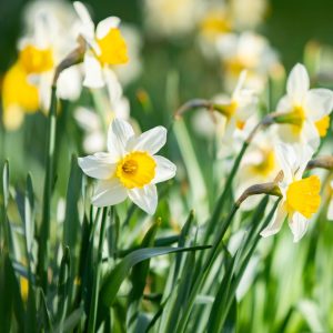 Landscape Selection Guide 26