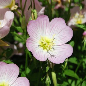 Landscape Selection Guide 17