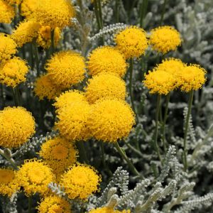 Landscape Selection Guide 18