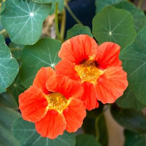 Landscape Selection Guide 20