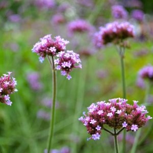 Landscape Selection Guide 21