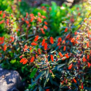 Landscape Selection Guide 22